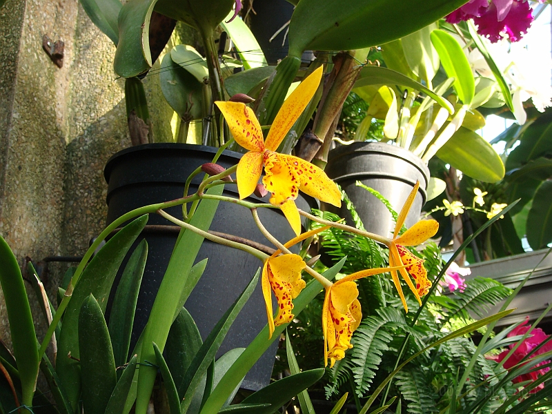 395 Longwood Gardens [2008 August 23].JPG - Longwood Gardens in Pennsylvania